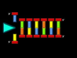 3’

     5’




     3’

5’
 