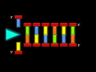 3’

     5’




     3’

5’
 