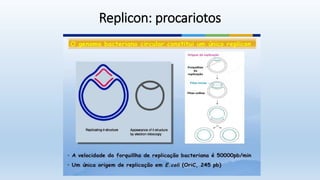 Replicon: procariotos
 
