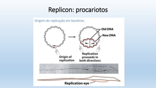 Replicon: procariotos
 