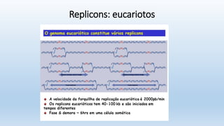 Replicons: eucariotos
 