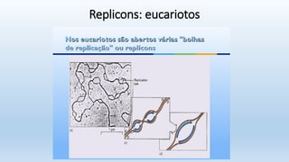 Replicons: eucariotos
 
