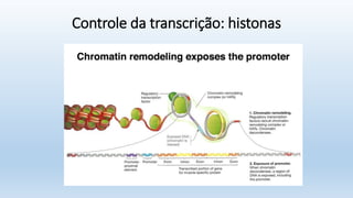 Controle da transcrição: histonas
 