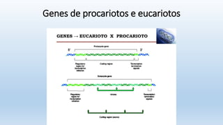 Genes de procariotos e eucariotos
 