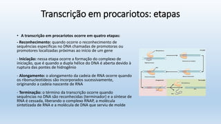 Transcrição em procariotos: etapas
• A transcrição em procariotos ocorre em quatro etapas:
- Reconhecimento: quando ocorre o reconhecimento de
sequências específicas no DNA chamadas de promotoras ou
promotores localizadas próximas ao início de um gene
- Iniciação: nessa etapa ocorre a formação do complexo de
iniciação, que é quando a dupla hélice do DNA é aberta devido à
ruptura das pontes de hidrogênio
- Alongamento: o alongamento da cadeia de RNA ocorre quando
os ribonucleotídeos são incorporados sucessivamente,
originando a cadeia nascente de RNA
- Terminação: o término da transcrição ocorre quando
sequências no DNA são reconhecidas (terminador) e a síntese de
RNA é cessada, liberando o complexo RNAP, a molécula
sintetizada de RNA e a molécula de DNA que serviu de molde
 