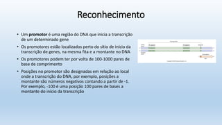 Reconhecimento
• Um promotor é uma região do DNA que inicia a transcrição
de um determinado gene
• Os promotores estão localizados perto do sítio de início da
transcrição de genes, na mesma fita e a montante no DNA
• Os promotores podem ter por volta de 100-1000 pares de
base de comprimento
• Posições no promotor são designadas em relação ao local
onde a transcrição do DNA, por exemplo, posições a
montante são números negativos contando a partir de -1.
Por exemplo, -100 é uma posição 100 pares de bases a
montante do início da transcrição
 