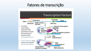 Fatores de transcrição
 