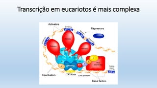 Transcrição em eucariotos é mais complexa
 
