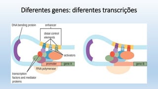 Diferentes genes: diferentes transcrições
 