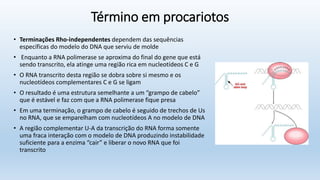 Término em procariotos
• Terminações Rho-independentes dependem das sequências
específicas do modelo do DNA que serviu de molde
• Enquanto a RNA polimerase se aproxima do final do gene que está
sendo transcrito, ela atinge uma região rica em nucleotídeos C e G
• O RNA transcrito desta região se dobra sobre si mesmo e os
nucleotídeos complementares C e G se ligam
• O resultado é uma estrutura semelhante a um “grampo de cabelo”
que é estável e faz com que a RNA polimerase fique presa
• Em uma terminação, o grampo de cabelo é seguido de trechos de Us
no RNA, que se emparelham com nucleotídeos A no modelo de DNA
• A região complementar U-A da transcrição do RNA forma somente
uma fraca interação com o modelo de DNA produzindo instabilidade
suficiente para a enzima “cair” e liberar o novo RNA que foi
transcrito
 
