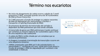 Término nos eucariotos
• No início do alongamento da cadeia ocorre a adição da 7-metil
guanosina (7-MG), acionada quando cerca de 30 nucleotídeos
do RNA já foram transcritos
• Os 7-MG possuem a função de proteger as cadeias nascentes
de RNA da degradação por exonucleases e facilitar o
transporte e o splicing (maturação do RNA)
• Os processos de término da transcrição são variados e
dependem da RNA polimerase que está sendo utilizada
• A transcrição de genes por RNA polimerases II pode continuar
por centenas ou mesmo milhares de nucleotídeos após o final
de uma sequência não codificante
• A cadeia de RNA é então clivada por um complexo que se
associa às polimerases
• A clivagem é acoplada à terminação da transcrição e ocorre em
uma sequência consenso
• mRNAs sintetizados pela RNA pol II são poliadenilados na
extremidade 3 ', resultando em uma cauda poli-A que possui a
função de proteger o RNA de degradação por nucleases e dar
estabilidade à molécula
 