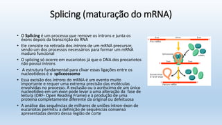 Splicing (maturação do mRNA)
• O Splicing é um processo que remove os íntrons e junta os
éxons depois da transcrição do RNA
• Ele consiste na retirada dos íntrons de um mRNA precursor,
sendo um dos processos necessários para formar um mRNA
maduro funcional
• O splicing só ocorre em eucariotos já que o DNA dos procariotos
não possui íntrons
• A estrutura fundamental para clivar essas ligações entre os
nucleotídeos é o spliceossomo
• Essa excisão dos íntrons do mRNA é um evento muito
importante e requer uma extrema precisão das moléculas
envolvidas no processo. A exclusão ou o acréscimo de um único
nucleotídeo em um éxon pode levar a uma alteração da fase de
leitura (ORF- Open Reading Frame) e à produção de uma
proteína completamente diferente da original ou defeituosa
• A análise das sequências de milhares de uniões íntron-éxon de
eucariotos permitiu a definição de sequências consenso
apresentadas dentro dessa região de corte
 