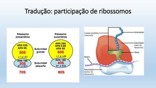 Tradução: participação de ribossomos
 