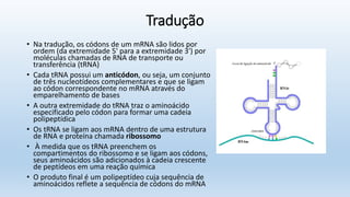 Tradução
• Na tradução, os códons de um mRNA são lidos por
ordem (da extremidade 5' para a extremidade 3') por
moléculas chamadas de RNA de transporte ou
transferência (tRNA)
• Cada tRNA possui um anticódon, ou seja, um conjunto
de três nucleotídeos complementares e que se ligam
ao códon correspondente no mRNA através do
emparelhamento de bases
• A outra extremidade do tRNA traz o aminoácido
especificado pelo códon para formar uma cadeia
polipeptídica
• Os tRNA se ligam aos mRNA dentro de uma estrutura
de RNA e proteína chamada ribossomo
• À medida que os tRNA preenchem os
compartimentos do ribossomo e se ligam aos códons,
seus aminoácidos são adicionados à cadeia crescente
de peptídeos em uma reação química
• O produto final é um polipeptídeo cuja sequência de
aminoácidos reflete a sequência de códons do mRNA
 