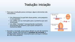 Tradução: iniciação
• Para que a tradução possa começar, alguns elementos são
necessários:
• Um ribossomo (o qual tem duas partes, uma pequena
e uma grande)
• Um mRNA com as instruções para a proteína que será
sintetizada
• Um tRNA "iniciador" transportando o primeiro
aminoácido da proteína, que quase sempre é a
metionina (Met)
• Durante a iniciação, essas peças devem se unir de maneira
correta. Juntas, elas formam o complexo de iniciação, a
configuração molecular necessária para começar a síntese
de uma nova proteína
 
