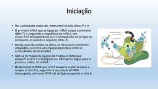 Iniciação
• Na subunidade maior do ribossomo há dois sítios: P e A
• O primeiro tRNA que se ligou ao mRNA ocupa o primeiro
sítio (P) e, seguindo a sequência do mRNA, um
novo tRNA transportando outro aminoácido irá se ligar ao
complexo, ocupando o segundo sítio (A)
• Assim, quando ambos os sítios do ribossomo estiverem
ocupados, ocorrerá uma ligação peptídica entre os
aminoácidos ali localizados
• Após a formação da ligação peptídica, o tRNA que
ocupava o sítio P é desligado e o ribossomo segue para o
próximo códon do mRNA
• Desta forma o tRNA que antes ocupava o sítio A passa a
ocupar o sítio P e, seguindo a sequência do RNA
mensageiro, um novo tRNA vai se ligar ocupando o sítio A
 