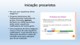 Iniciação: procariotos
• Por que usar sequências Shine-
Dalgarno?
• Os genes bacterianos são
frequentemente traduzidos em
grupos chamados operons,
portanto um mRNA bacteriano
pode conter sequências
codificadoras de muitos genes
• Uma sequência de Shine-Dalgarno
marca o início de cada sequência
codificadora, o que permite que o
ribossomo encontre o códon de
iniciação certo para cada gene
que vai ser traduzido
 