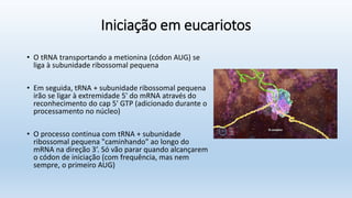 Iniciação em eucariotos
• O tRNA transportando a metionina (códon AUG) se
liga à subunidade ribossomal pequena
• Em seguida, tRNA + subunidade ribossomal pequena
irão se ligar à extremidade 5' do mRNA através do
reconhecimento do cap 5' GTP (adicionado durante o
processamento no núcleo)
• O processo continua com tRNA + subunidade
ribossomal pequena "caminhando" ao longo do
mRNA na direção 3’. Só vão parar quando alcançarem
o códon de iniciação (com frequência, mas nem
sempre, o primeiro AUG)
 