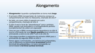Alongamento
• Alongamento é quando o polipeptídeo se torna mais longo
• O primeiro tRNA transportador de metionina começa no
compartimento do meio no ribossomo, chamado de sítio P
• Ao lado, um novo códon é exposto em outro
compartimento, chamado de sítio A
• O sítio A será o local de "desembarque" para o próximo
tRNA, aquele cujo anticódon é o correspondente perfeito
(complementar) do códon em exposição
• Uma vez que o tRNA correspondente desembarca no sítio A
ocorre a formação de uma ligação peptídica que conecta um
aminoácido a outro (o do sítio P com o do sítio A)
• Esta etapa transfere a metionina do primeiro tRNA para o
aminoácido do segundo tRNA no sítio A
• Temos agora 2 aminoácidos, um (minúsculo) polipeptídeo,
com a metionina na extremidade N-terminal (amino
terminal) do polipeptídeo, e o outro aminoácido na
extremidade C-terminal (carboxi terminal)
 