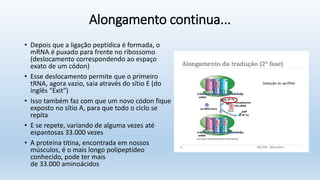 Alongamento continua...
• Depois que a ligação peptídica é formada, o
mRNA é puxado para frente no ribossomo
(deslocamento correspondendo ao espaço
exato de um códon)
• Esse deslocamento permite que o primeiro
tRNA, agora vazio, saia através do sítio E (do
inglês “Exit")
• Isso também faz com que um novo códon fique
exposto no sítio A, para que todo o ciclo se
repita
• E se repete, variando de alguma vezes até
espantosas 33.000 vezes
• A proteína titina, encontrada em nossos
músculos, é o mais longo polipeptídeo
conhecido, pode ter mais
de 33.000 aminoácidos
 