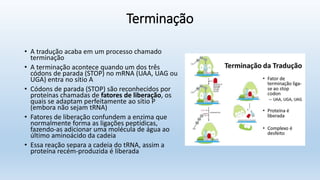 Terminação
• A tradução acaba em um processo chamado
terminação
• A terminação acontece quando um dos três
códons de parada (STOP) no mRNA (UAA, UAG ou
UGA) entra no sítio A
• Códons de parada (STOP) são reconhecidos por
proteínas chamadas de fatores de liberação, os
quais se adaptam perfeitamente ao sítio P
(embora não sejam tRNA)
• Fatores de liberação confundem a enzima que
normalmente forma as ligações peptídicas,
fazendo-as adicionar uma molécula de água ao
último aminoácido da cadeia
• Essa reação separa a cadeia do tRNA, assim a
proteína recém-produzida é liberada
 