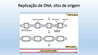 Replicação de DNA: sítio de origem
 