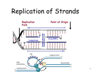 Replication process in detail along with pictorial representation | PPTX