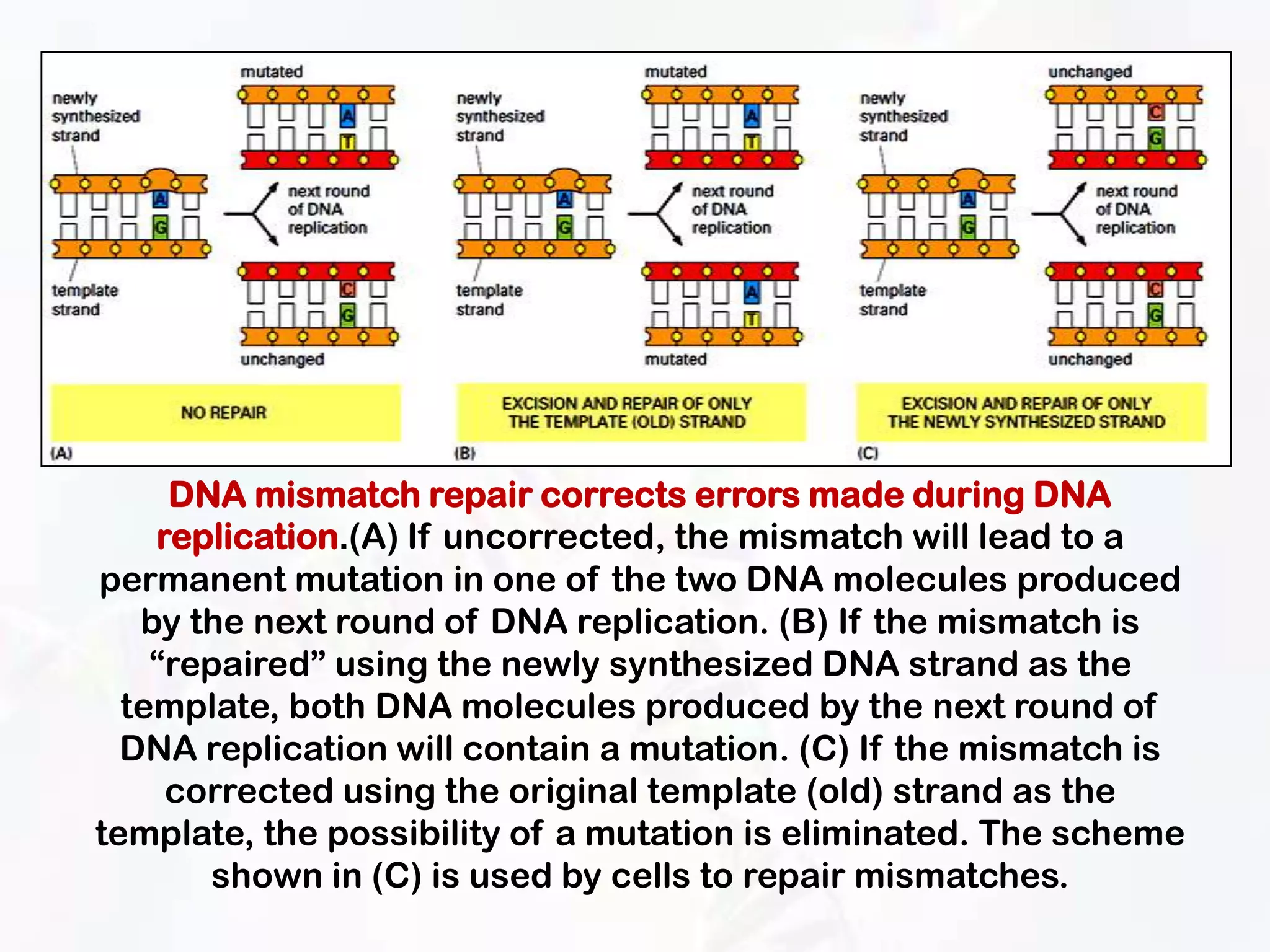 DNA mismatch repair corrects errors made during DNA
    replication.(A) If uncorrected, the mismatch will lead to a
permanent mutation in one of the two DNA molecules produced
   by the next round of DNA replication. (B) If the mismatch is
    “repaired” using the newly synthesized DNA strand as the
  template, both DNA molecules produced by the next round of
  DNA replication will contain a mutation. (C) If the mismatch is
     corrected using the original template (old) strand as the
template, the possibility of a mutation is eliminated. The scheme
       shown in (C) is used by cells to repair mismatches.
 