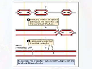 Replication Real Life Example Replication | PPTX