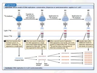 Replication | PPTX