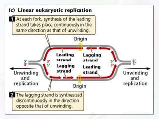 Replication | PPTX