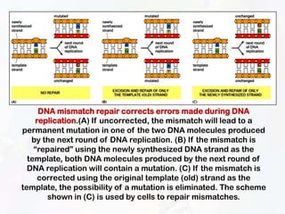 Replication Mutation Replication | PPTX