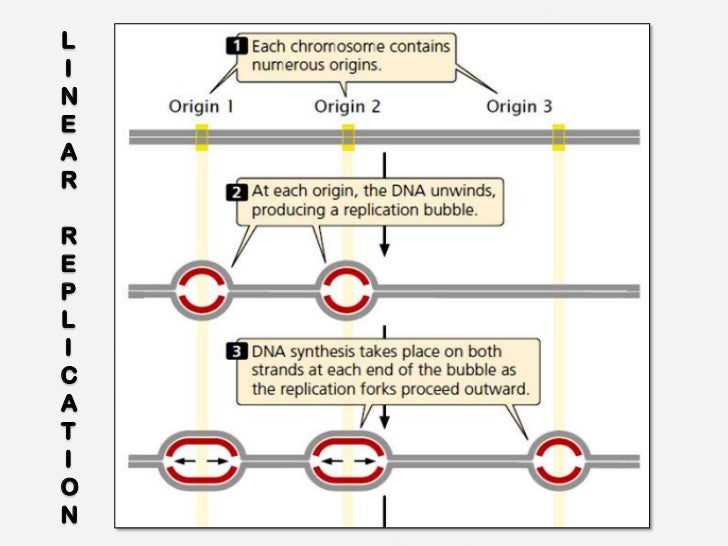Replication