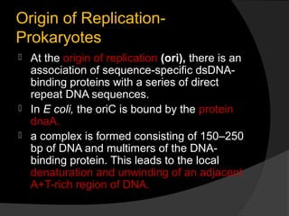 Origin of Replication-
Prokaryotes
   At the origin of replication (ori), there is an
    association of sequence-specific dsDNA-
    binding proteins with a series of direct
    repeat DNA sequences.
   In E coli, the oriC is bound by the protein
    dnaA.
   a complex is formed consisting of 150–250
    bp of DNA and multimers of the DNA-
    binding protein. This leads to the local
    denaturation and unwinding of an adjacent
    A+T-rich region of DNA.
 