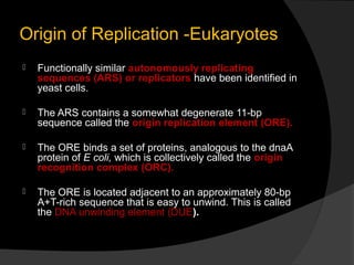 Origin of Replication -Eukaryotes
   Functionally similar autonomously replicating
    sequences (ARS) or replicators have been identified in
    yeast cells.

   The ARS contains a somewhat degenerate 11-bp
    sequence called the origin replication element (ORE).

   The ORE binds a set of proteins, analogous to the dnaA
    protein of E coli, which is collectively called the origin
    recognition complex (ORC).

   The ORE is located adjacent to an approximately 80-bp
    A+T-rich sequence that is easy to unwind. This is called
    the DNA unwinding element (DUE).
 