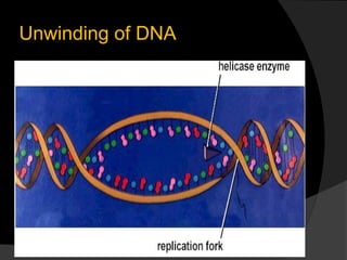 Unwinding of DNA
 