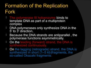 Formation of the Replication
Fork
   The polymerase III holoenzyme binds to
    template DNA as part of a multiprotein
    complex
   DNA polymerases only synthesize DNA in the
    5' to 3' direction,
   Because the DNA strands are antiparallel , the
    polymerase functions asymmetrically.
   On the leading (forward) strand, the DNA is
    synthesized continuously.
   On the lagging (retrograde) strand, the DNA is
    synthesized in short (1–5 kb)fragments, the
    so-called Okazaki fragments.
 
