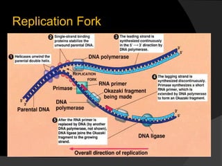 Replication Fork
 