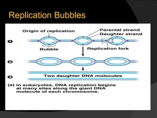 Replication Bubbles
 