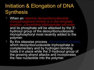 Initiation & Elongation of DNA
Synthesis
 When an adenine deoxyribonucleoside
  monophosphoryl moiety is in the template
  position, a thymidine triphosphate will enter
  and its phosphate will be attacked by the 3'-
  hydroxyl group of the deoxyribonucleoside
  monophosphoryl most recently added to the
  polymer.
 By this stepwise process, the template dictates
  which deoxyribonucleoside triphosphate is
  complementary and by hydrogen bonding
  holds it in place while the 3'-hydroxyl group of
  the growing strand attacks and incorporates
  the new nucleotide into the polymer.
 