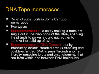 DNA Topo isomerases
 Relief of super coils is dome by Topo
  isomerases
 Two types:
 Topoisomerases I : acts by making a transient
  single cut in the backbone of the DNA, enabling
  the strands to swivel around each other to
  remove the build-up of twists
 Topoisomerase II (DNA Gyrase) acts by
  introducing double standed breaks enabling one
  double-stranded DNA to pass through another,
  thereby removing knots and entanglements that
  can form within and between DNA molecules.
 