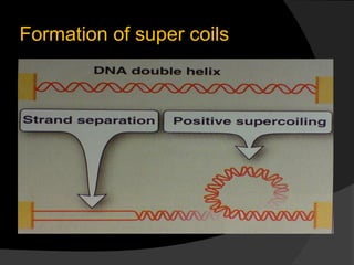 Formation of super coils
 