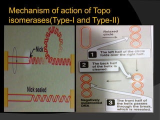 Mechanism of action of Topo
isomerases(Type-I and Type-II)
 