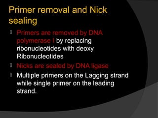 Primer removal and Nick
sealing
 Primers are removed by DNA
  polymerase I by replacing
  ribonucleotides with deoxy
  Ribonucleotides
 Nicks are sealed by DNA ligase
 Multiple primers on the Lagging strand
  while single primer on the leading
  strand.
 