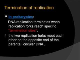 Termination of replication
 In prokaryotes:
  DNA replication terminates when
  replication forks reach specific
  “termination sites”.
 the two replication forks meet each
  other on the opposite end of the
  parental circular DNA .
 