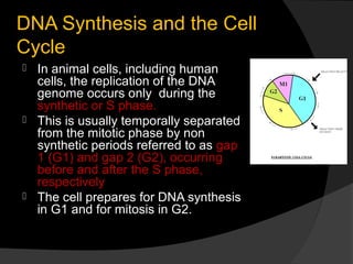 DNA Synthesis and the Cell
Cycle
 In animal cells, including human
  cells, the replication of the DNA
  genome occurs only during the
  synthetic or S phase.
 This is usually temporally separated
  from the mitotic phase by non
  synthetic periods referred to as gap
  1 (G1) and gap 2 (G2), occurring
  before and after the S phase,
  respectively
 The cell prepares for DNA synthesis
  in G1 and for mitosis in G2.
 