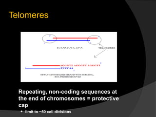 Telomeres




  Repeating, non-coding sequences at
  the end of chromosomes = protective
  cap
     limit to ~50 cell divisions
 