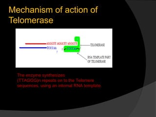 Mechanism of action of
Telomerase




  The enzyme synthesizes
  (TTAGGG)n repeats on to the Telomere
  sequences, using an internal RNA template.
 
