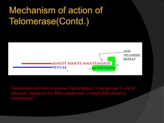 Mechanism of action of
Telomerase(Contd.)




Telomerase acts like a reverse Transcriptase. It recognizes 3’ end of
telomere, based on the RNA component, a small DNA strand is
synthesized
 