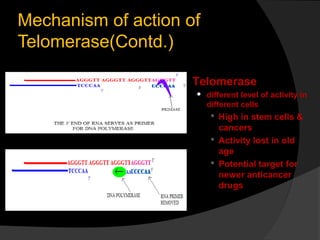 Mechanism of action of
Telomerase(Contd.)

                     Telomerase
                        different level of activity in
                         different cells
                           High in stem cells &
                            cancers
                           Activity lost in old
                            age
                           Potential target for
                            newer anticancer
                            drugs
 
